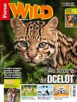 Focus Wild 